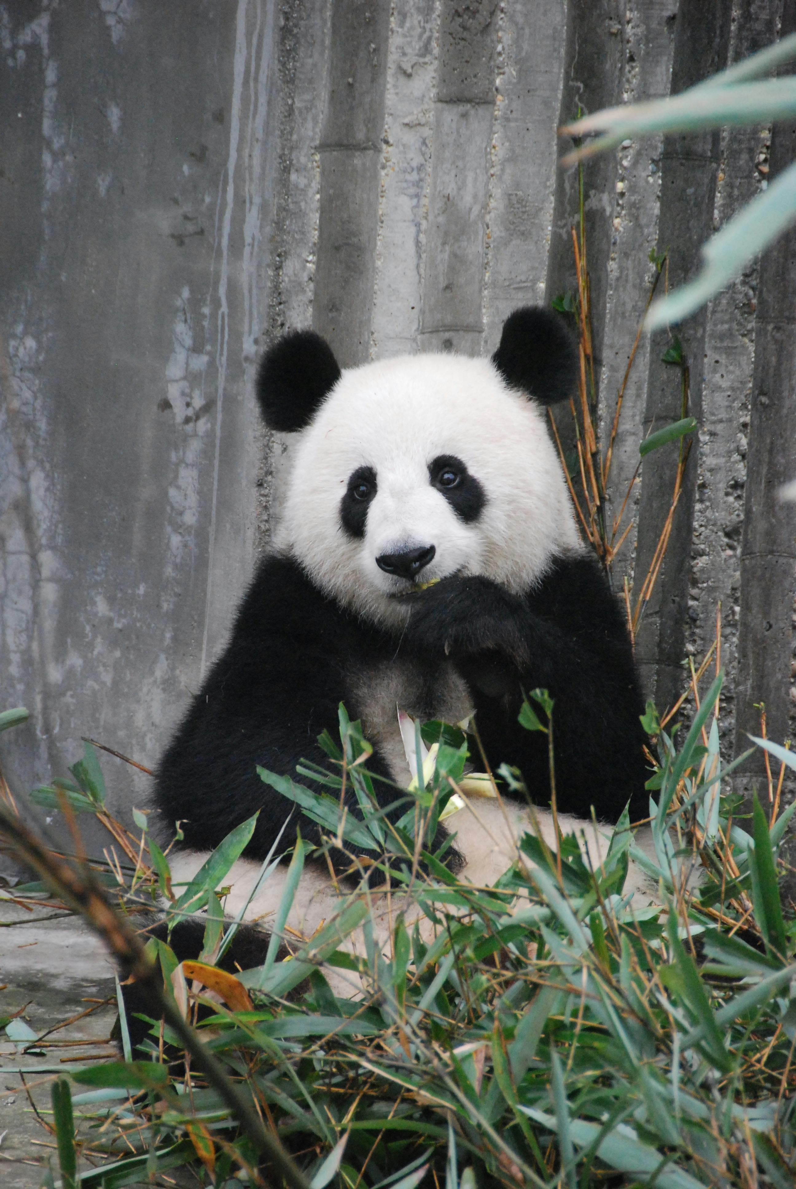 panda