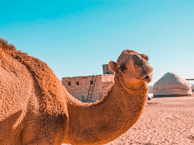 Discover the Wonders of Central Asia with Minzifa Travel
