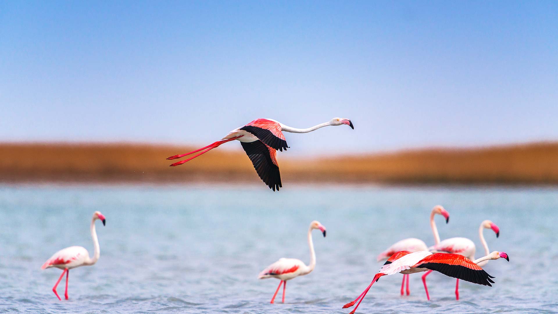 Korgalzhyn Reserve - unity with the nature of Kazakhstan
