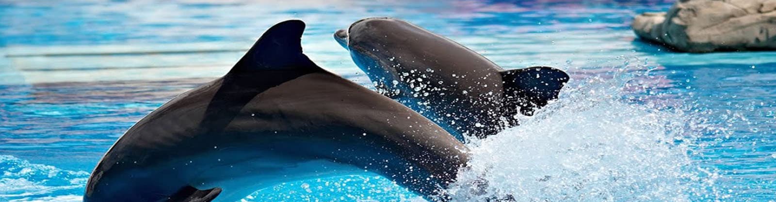 Dolphinariun Tour