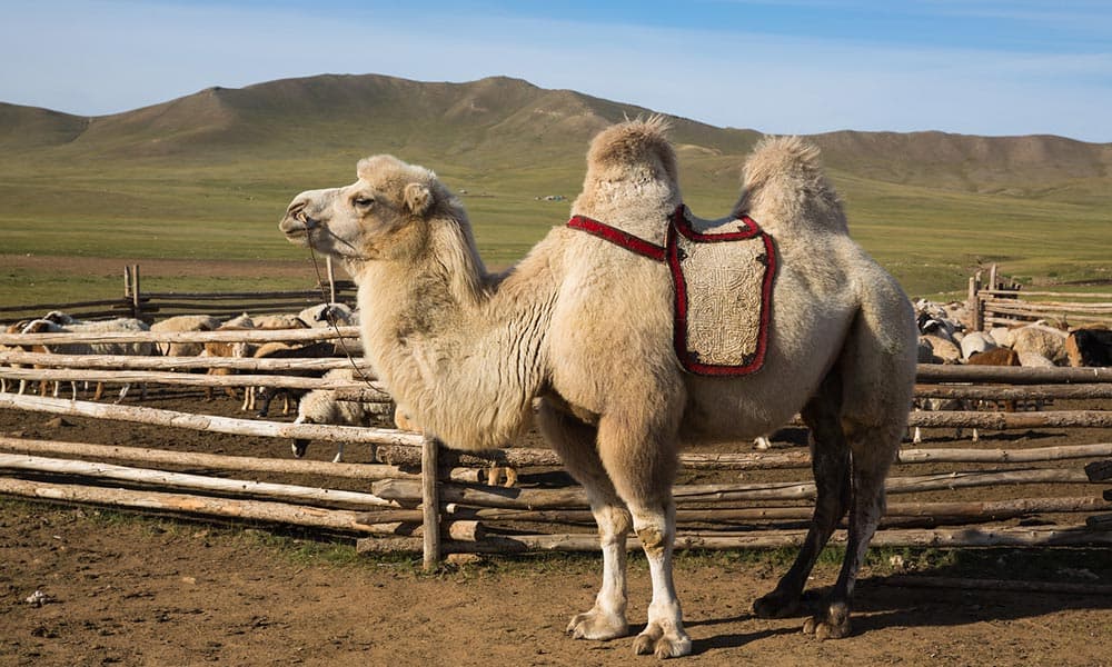 Luxury Silk Road Tours: A Journey Through Time and Elegance